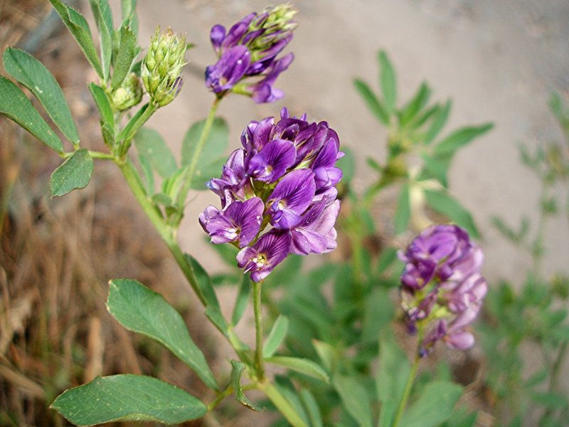 Люцерна посевная (Alfalfa/Medicago Sativa)