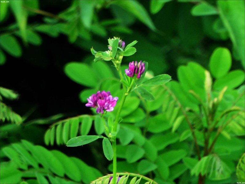 Люцерна посевная Medicago Sativa