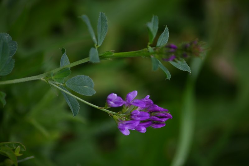 Люцерна Medicago Sativa