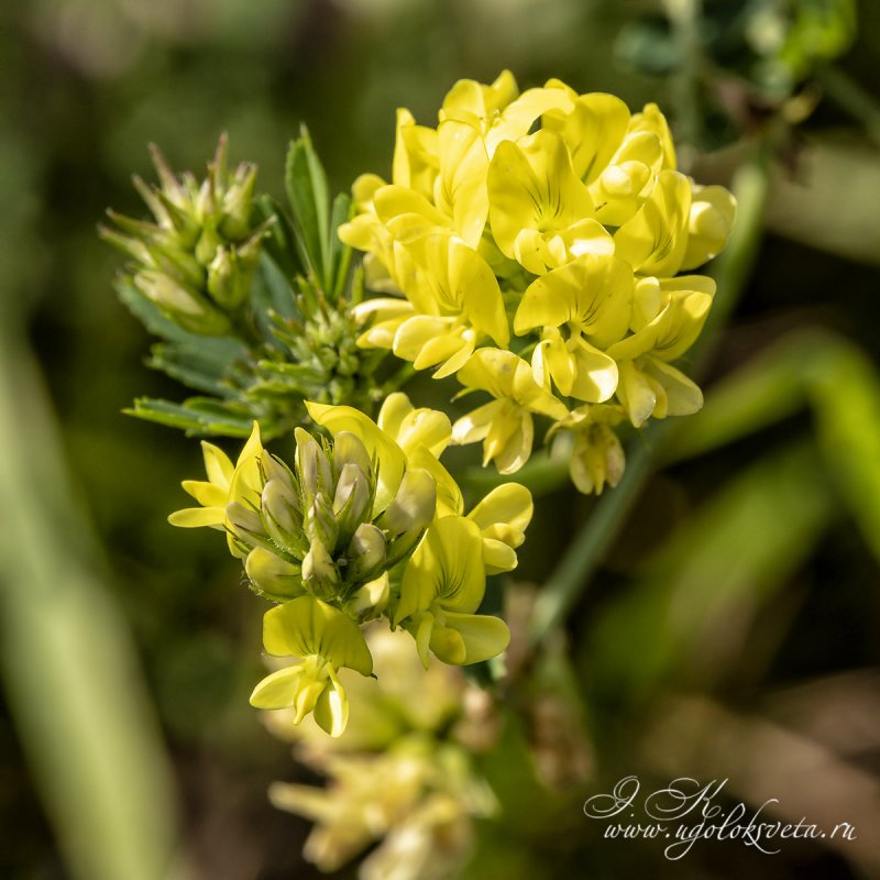 Люцерна посевная Medicago Sativa