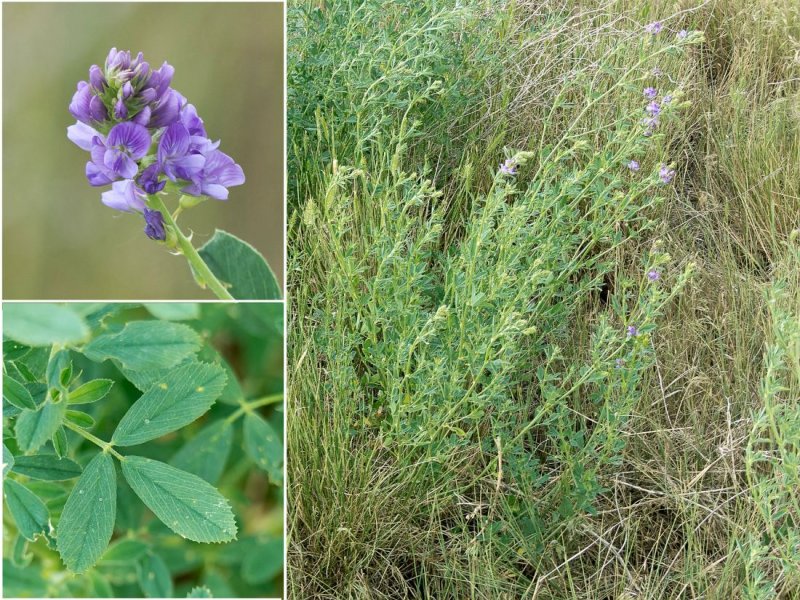 Люцерна серповидная (Medicago falcata)