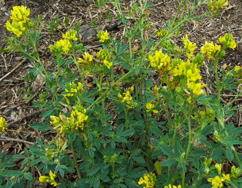 Люцерна посевная Medicago Sativa