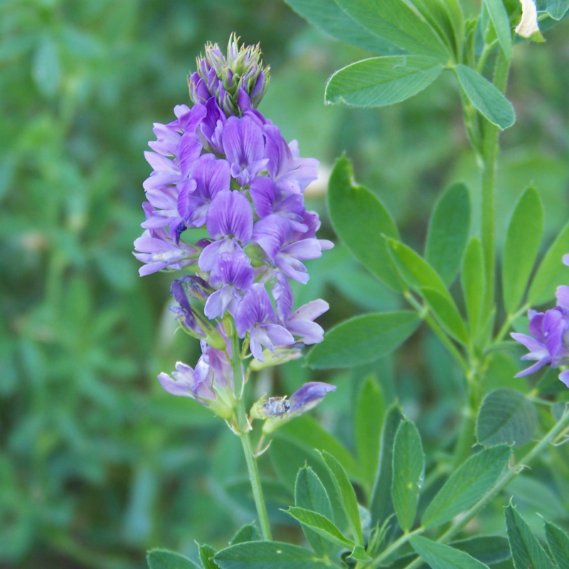 Люцерна серповидная (Medicago falcata)