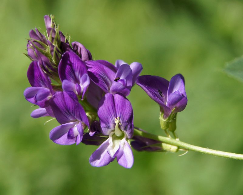 Люцерна посевная Medicago Sativa
