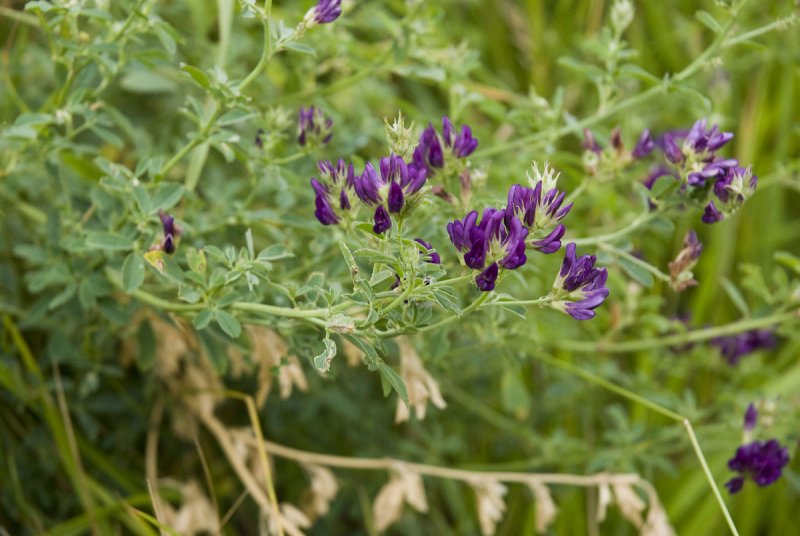 Люцерна посевная Medicago Sativa