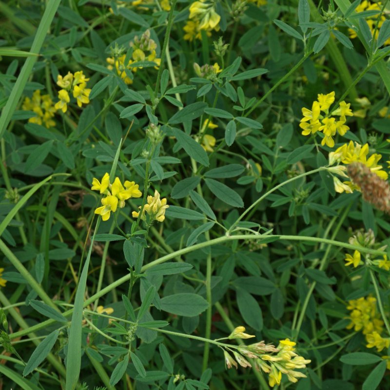 Люцерна Medicago Sativa