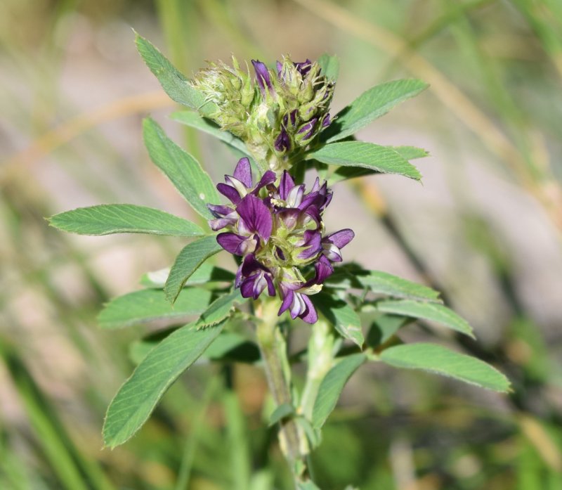 Люцерна хмелевидная Medicago lupulina