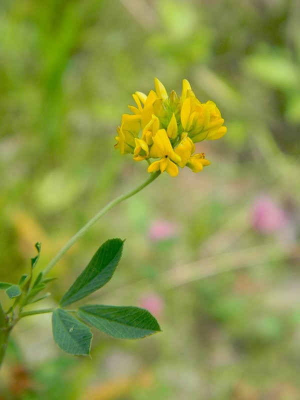 Люцерна посевная - Medicago Sativa l.