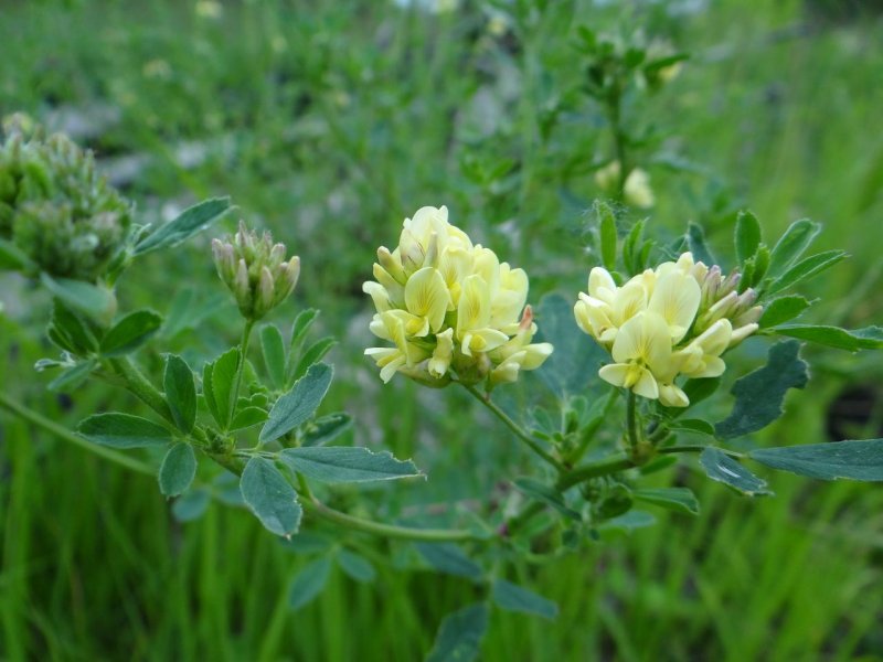 Люцерна (Alfalfa)