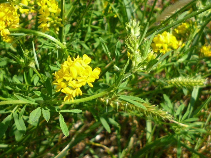 Поле люцерна Medicago Sativa