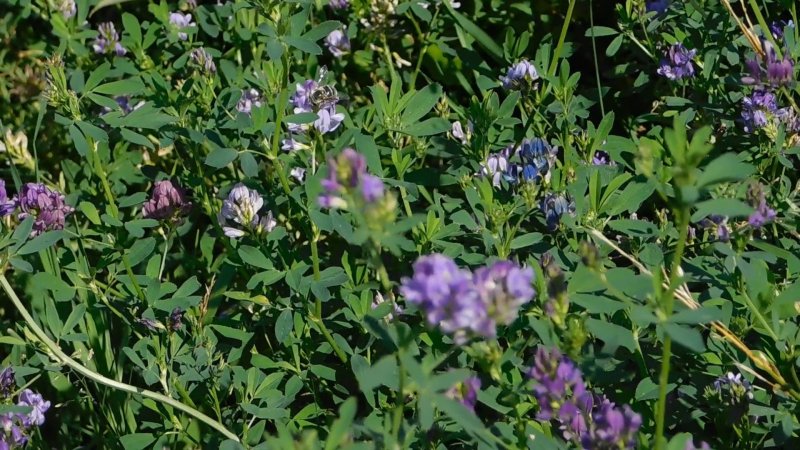 Люцерна посевная Medicago Sativa