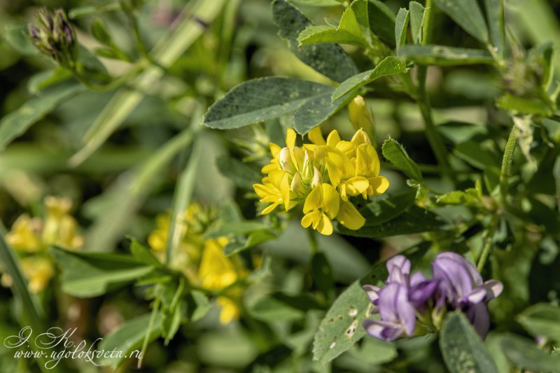 Medicago Sativa l.