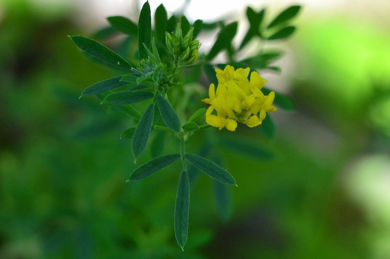 Люцерна посевная Medicago Sativa