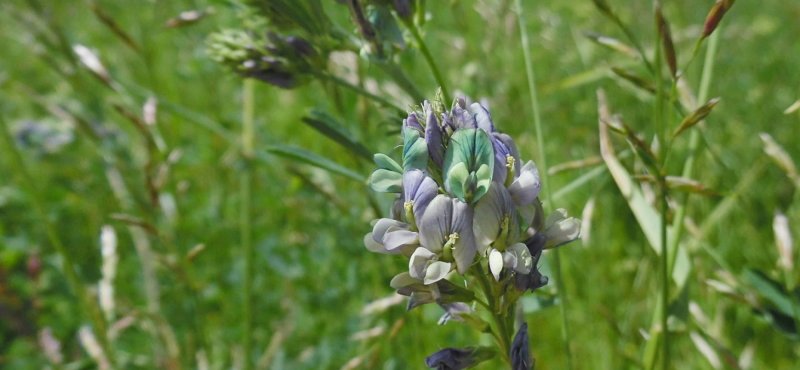 Люцерна серповидная (Medicago falcata)