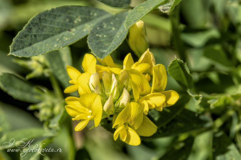 4. Люцерна посевная (Medicago Sativa l.)