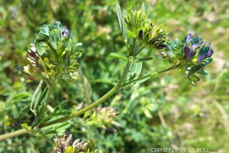 Люцерна серповидная (Medicago falcata)