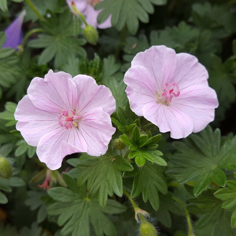 Герань Geranium sanguineum apfelblume