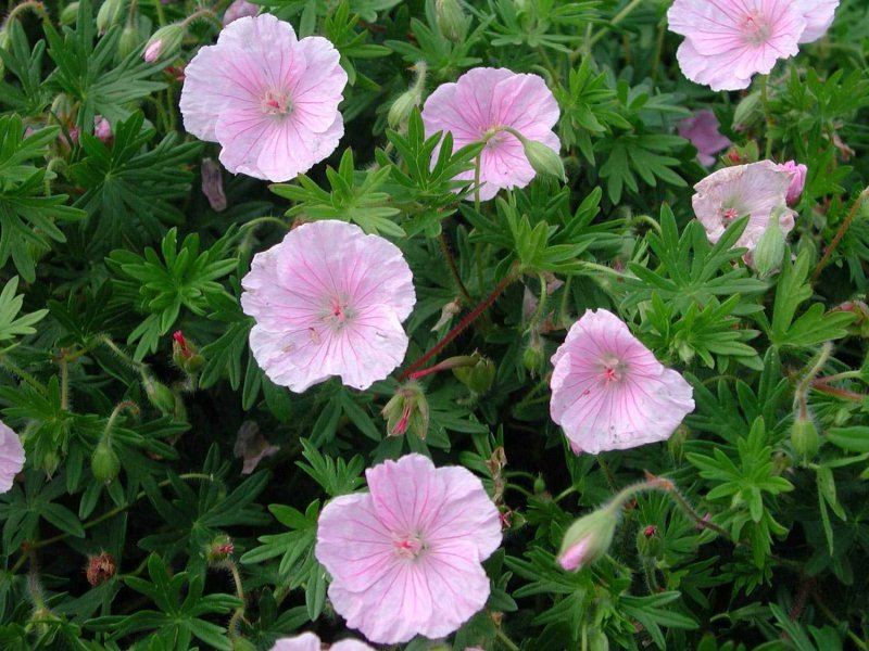 Geranium sanguineum striatum