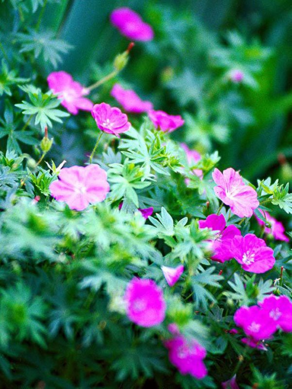Герань кроваво-красная (Geranium sanguineum)