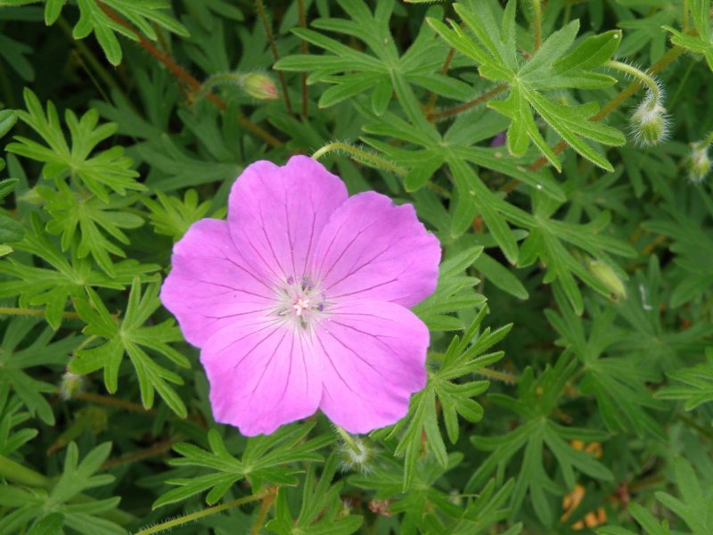 Герань кроваво-красная (Geranium sanguineum)