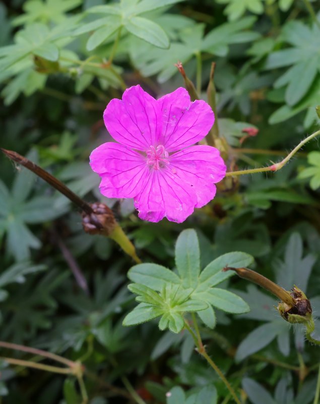 Geranium sanguineum