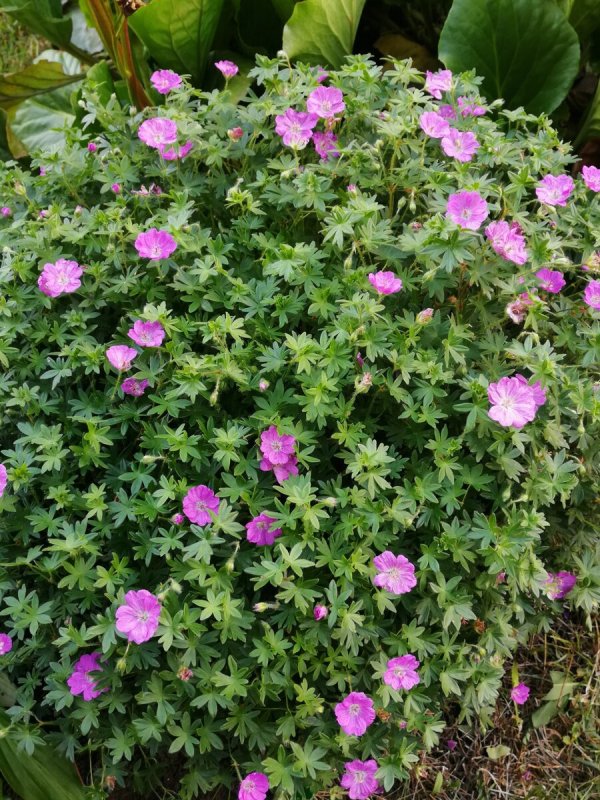 Герань кроваво-красная Geranium sanguineum elke