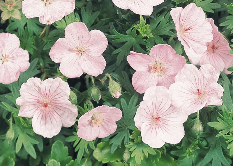 Герань кроваво-красная (Geranium sanguineum)