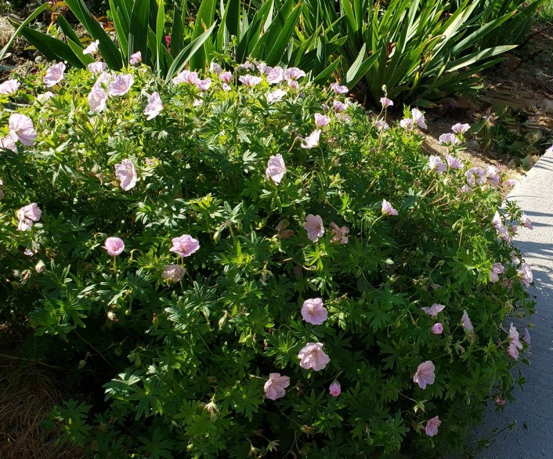 Geranium sanguineum striatum