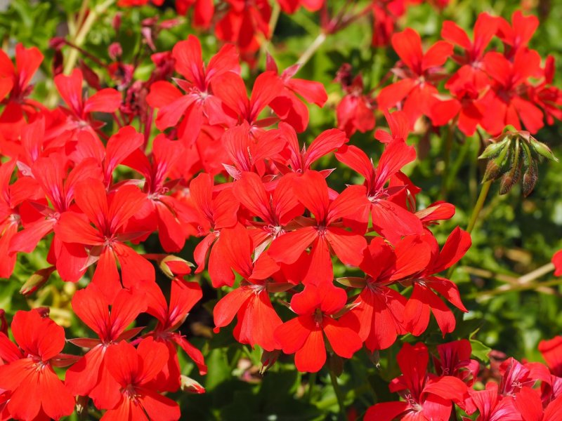 Герань кроваво-красная (Geranium sanguineum)