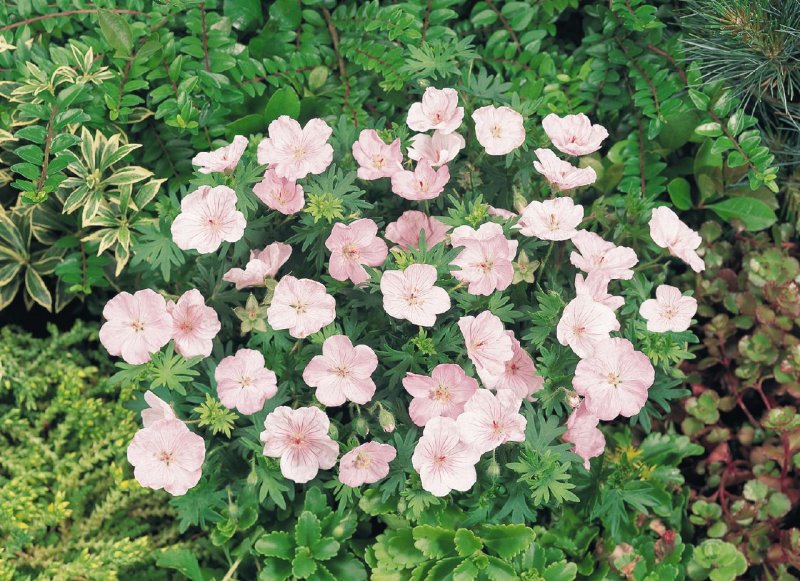 Geranium sanguineum "Vision Pink"