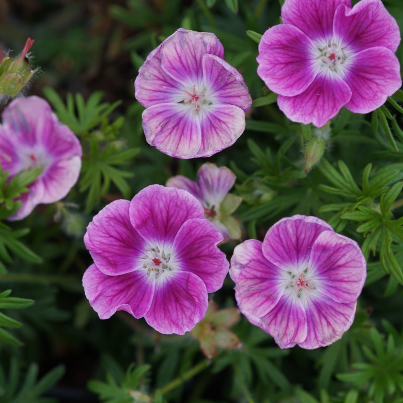 Герань кроваво-красная (Geranium sanguineum)