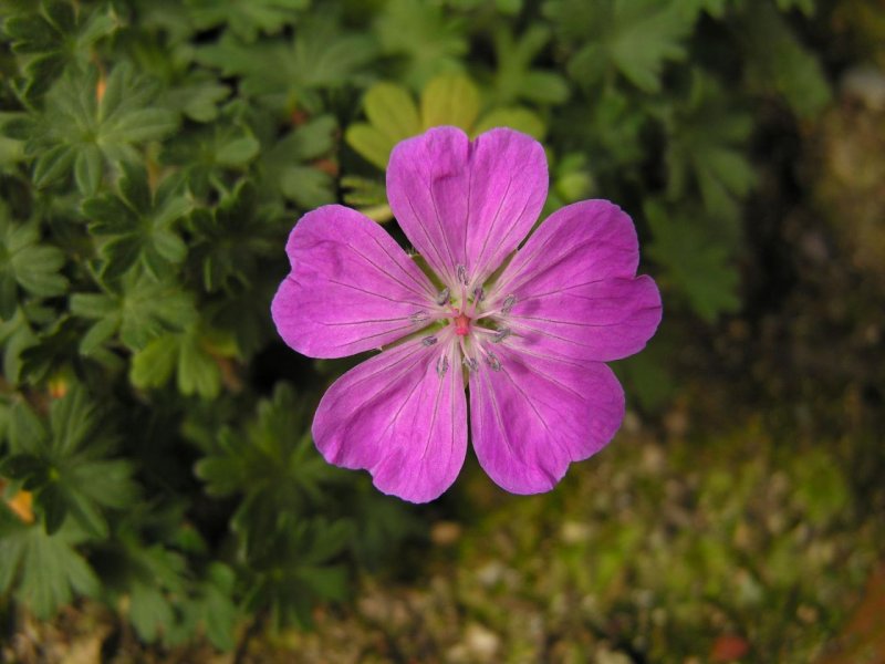 Герань кроваво-красная (Geranium sanguineum)