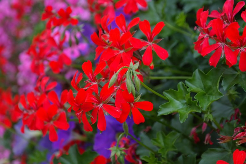 Красная герань – Red Geranium