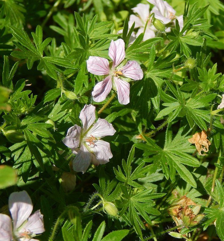 Герань sanguineum album