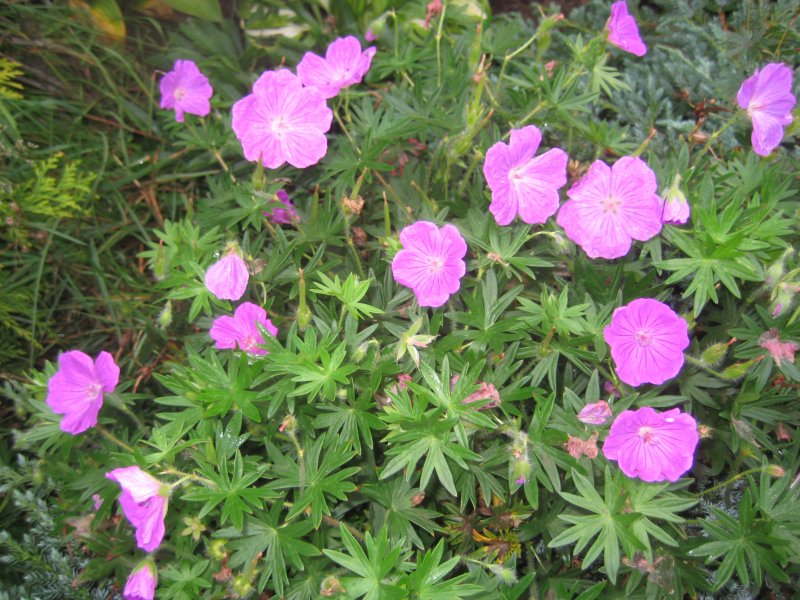 Герань кроваво-красная / Geranium sanguineum "Vision Violet"