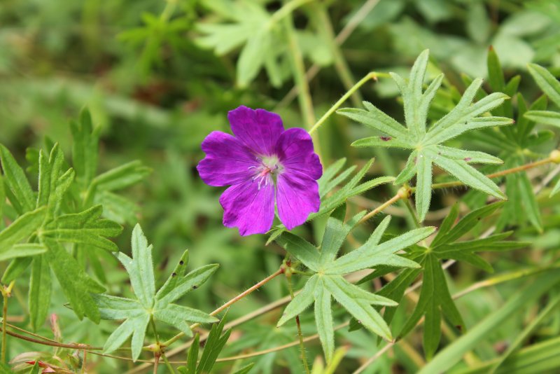 Geranium sanguineum