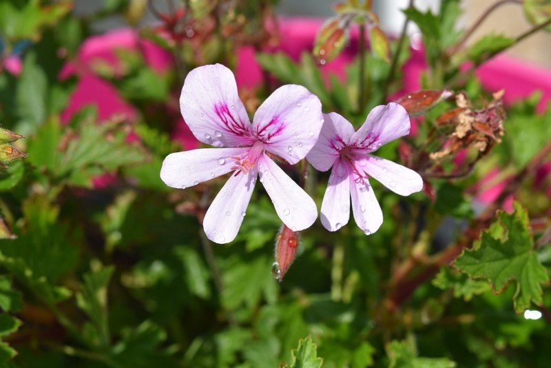Герань стриатум (Geranium striatum)