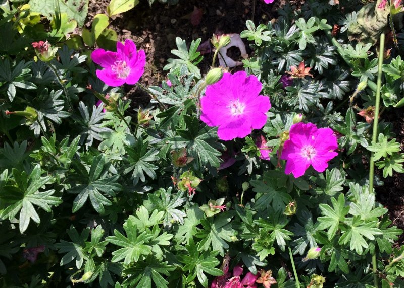Geranium sanguineum striatum
