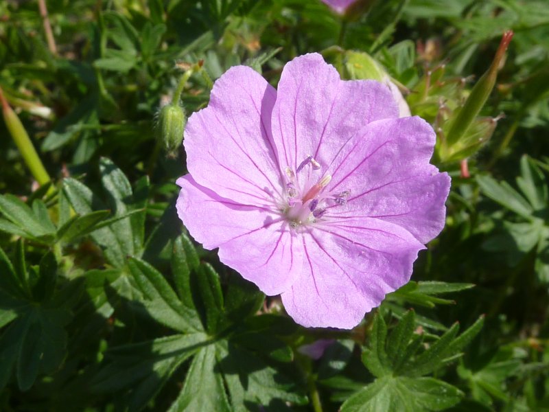 Герань стриатум (Geranium striatum)