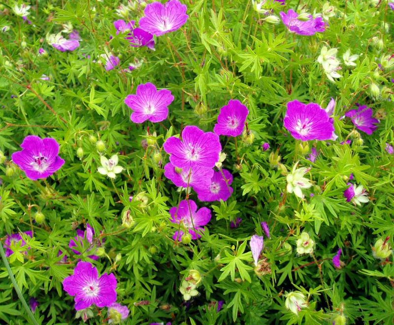 Geranium sanguineum