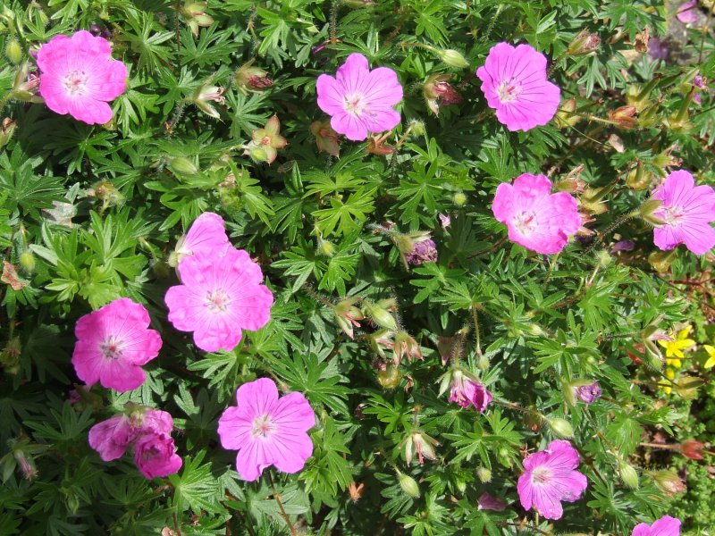 Герань Geranium sanguineum Pink Pouffe