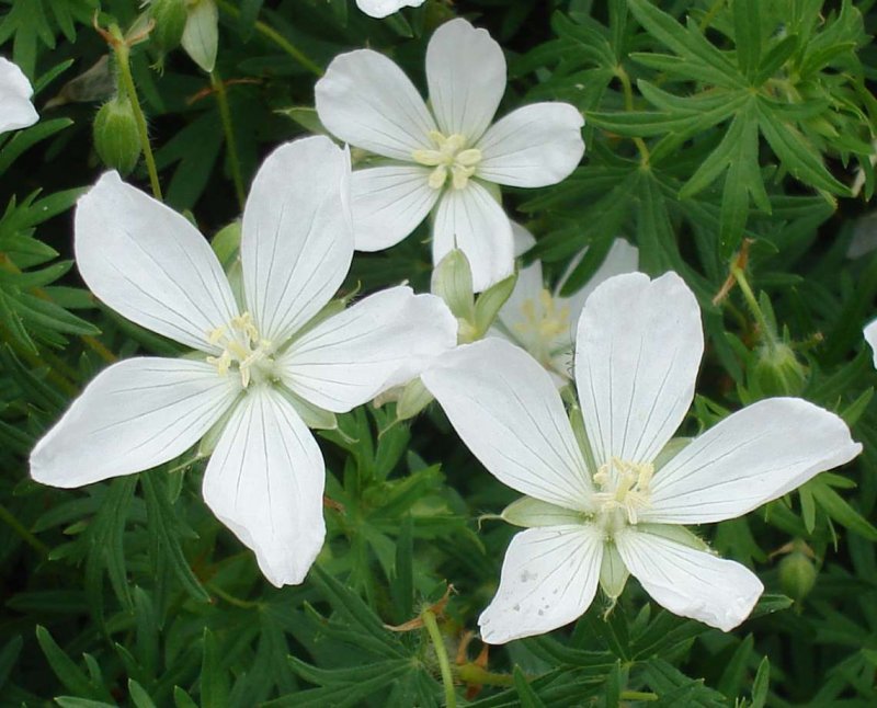Geranium sanguineum elke