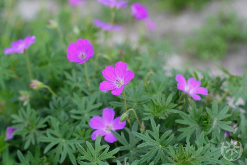Герань New Hampshire Purple