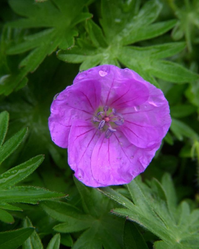 Герань Geranium sanguineum apfelblute