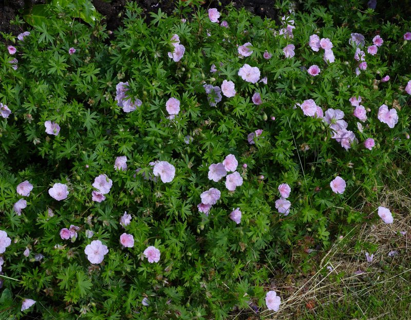 Geranium sanguineum