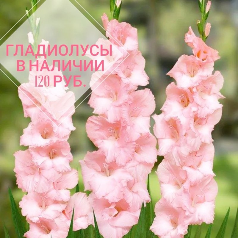 Гладиолус чимароза