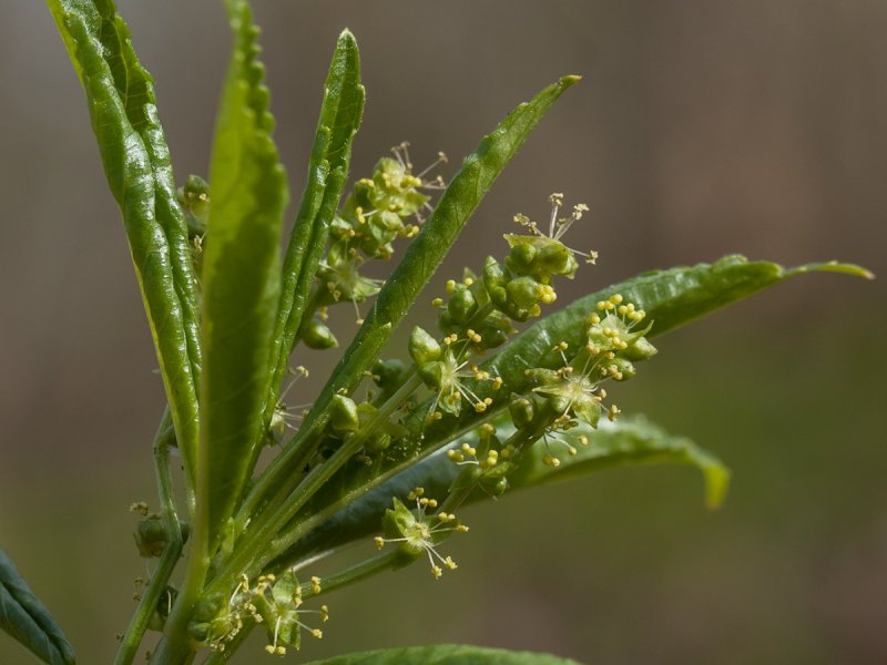 Пролесник многолетний Mercurialis perennis