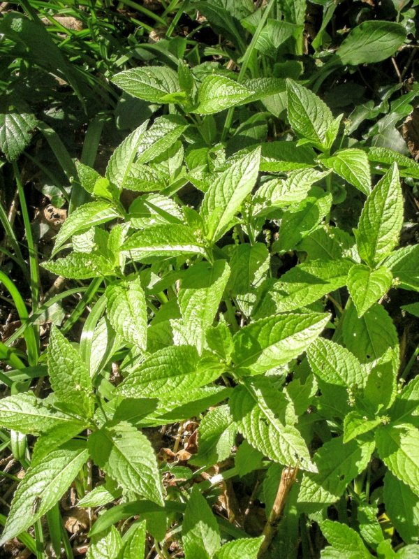 Пролесник однолетний (Mercurialis annua)