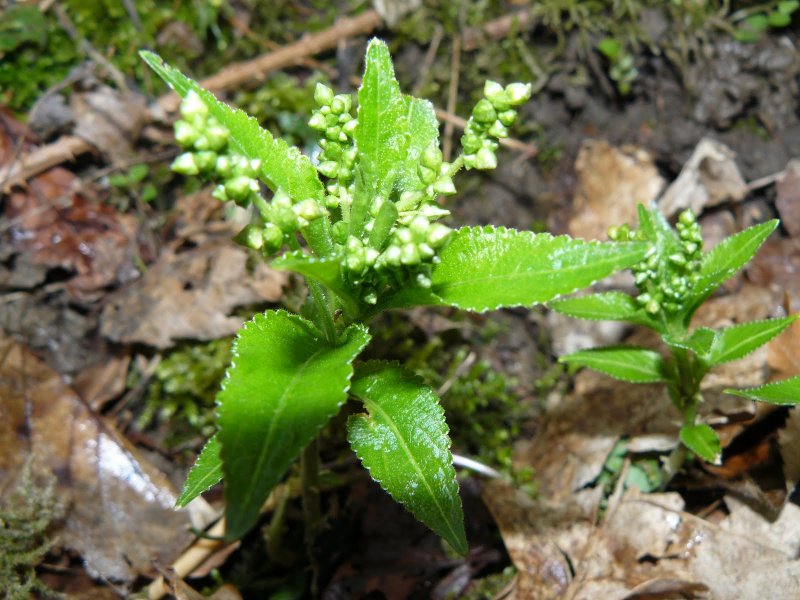 Пролеска однолетняя Mercurialis annua