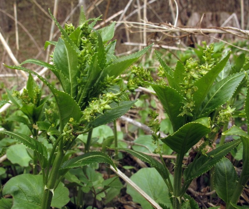 Пролесник многолетний (Mercuriális perénnis)